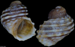 Echinolittorina parcipicta (Pacific Mexico, 3,1mm) F++ €4.50 (specimens for sale are 3-4mm and are of the same quality as the specimen illustrated)