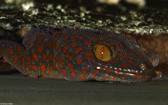 Tokay gecko (Gekko gecko), Bokor Mountain, Cambodia