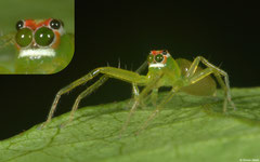 Jumping spider (Lyssomanes sp.), Lajas de Yaroa, Loma del Puerto, Dominican Republic