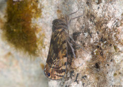 Planthopper (Fulgoromorpha sp.), Lajas de Yaroa, Loma del Puerto, Dominican Republic