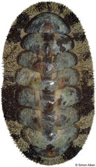 Acanthopleura granulata (Caribbean Panama, 46,2mm)