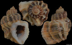 Trigonostoma scala (Senegal, 19,8mm) F++ €3.25 (specimens for sale are 19-21mm and are of the same quality as the specimen illustrated)