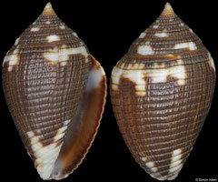 Lovellona atramentosa (Philippines, 11,0mm)