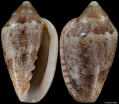 Marginella spengleri (South Africa, 12,0mm)