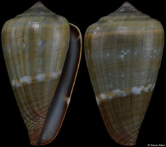 Conus irregularis (Cape Verde, 28,1mm)
