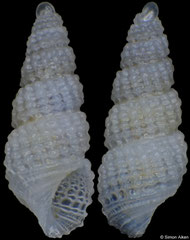 Chrysallida clathratula (Pacific Mexico, 2,5mm) F++ €3.00 (specimens for sale are 2.2-2.5mm and are of the same quality as the specimen illustrated)