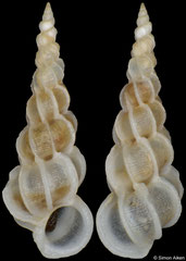 Epitonium sandwichense (Philippines, 6,0mm) F+++ €6.00 (specimens for sale are 5-6mm and are of the same quality as the specimen illustrated)