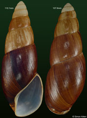Clavator eximius (Madagascar, 110,1mm, 107,6mm)