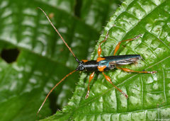 Longhorn beetle (Cerambycidae sp.), Mantadia, Madagascar