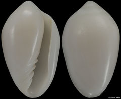 Prunum walvisiana (Namibia, 12,8mm)