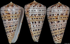 Conus genuanus (Côte d'Ivoire, 65,6mm)