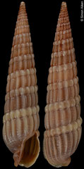 Punctoterebra sp. (Philippines, 14,0mm)