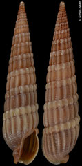 Punctoterebra sp. (Philippines, 14,0mm)