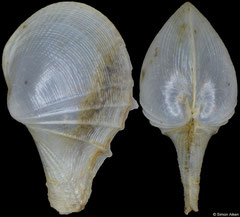 Cardiomya alcocki (Philippines, 9,5mm)