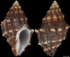 Leucozonia triserialis (Cape Verde, 30,0mm) F+++ €7.50