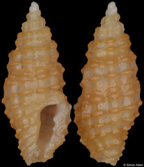 Pseudodaphnella cnephaea (Philippines, 3,9mm) F+++ €6.00 (specimens for sale are 3-4mm and are of the same quality as the specimen illustrated)