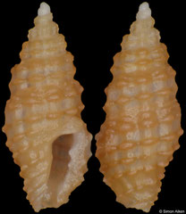 Pseudodaphnella cnephaea (Philippines, 3,9mm) F+++ €6.00 (specimens for sale are 3-4mm and are of the same quality as the specimen illustrated)