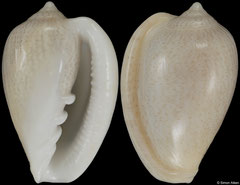 Marginella helmatina (Gabon, 26,4mm)