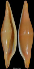 Phenacovolva philippinarum (Philippines, 43,5mm)