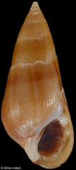 Melanopsis ricardi (Morocco, 14,1mm)