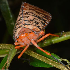 Cicada (Aphaena sp.), Bokor Mountain, Cambodia