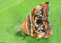 Metalmark moth (Choreutis orthogona), Kampong Trach, Cambodia