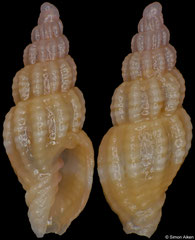 Austromitra cf. rhodarion (South Africa, 6,2mm)