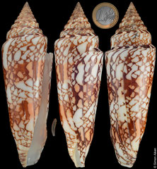 Conus milneedwardsi form 'clytospira' (India, 147,8mm) F+/F++ €105.00