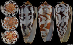 Conus gubernator (Madagascar)
