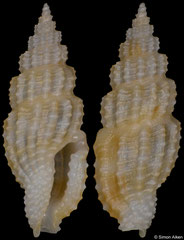 Kermia sp. (Philippines, 9,1mm)