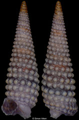 Mastonia aff. rubra (Philippines, 5,2mm) F+++ €2.50 (specimens for sale are c.5mm and are of the same quality as the specimen illustrated)