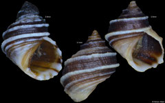Echinolittorina albicarinata (Pacific Mexico, 3,4mm, 3,1mm, 3,0mm)