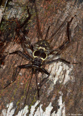 True cricket (Phalangopsidae sp.), Sahafina, Madagascar