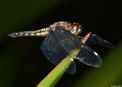 Broad skimmer (Orthetrum azureum), Fianarantsoa, Madagascar