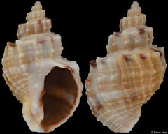 Solatia piscatoria (Senegal, 24,0mm) F+++ €6.00 (specimens for sale are 23-24mm and are of the same quality as the specimen illustrated)