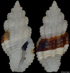 Hemilienardia sp. (Philippines, 4,9mm)