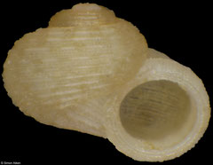 Uzumakiella japonica (Philippines, 1,8mm)