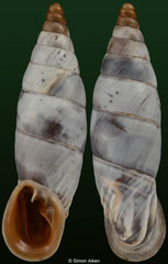 Medora dalmatina latecostata (Bosnia & Herzegovina, 21,4mm)