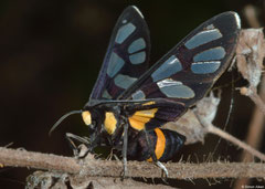 Wasp moth (Amata sp.), Krong Kaeb, Cambodia