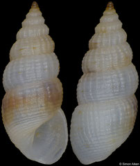 Finella purpureoapicata (Philippines, 4,5mm) F+++ €2.00 (specimens for sale are 3-4mm and are of the same quality as the specimen illustrated)