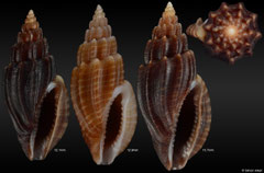 Eucithara cf. coronata (Philippines)