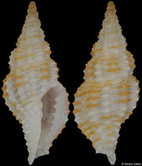 Pseudodaphnella sp. (Philippines, 7,0mm)