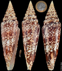 Conus milneedwardsi clytospira (India, 142,0mm) €90.00
