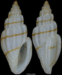 Eucithara cf. coronata (Philippines, 7,0mm)