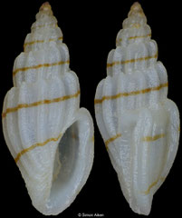 Eucithara cf. coronata (Philippines, 7,0mm)