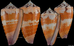 Conus circumactus (Philippines, 45,3mm, 40,2mm)