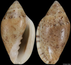 Marginella sp. nov. (South Africa, 18,8mm)