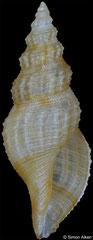 Raphitomidae sp. (Philippines, 8,8mm)