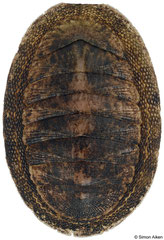 Ischnochiton quoyanus (East Timor, 17,8mm) F+++ €6.00 (specimens for sale are 14-17mm and are of the same quality as the specimen illustrated)