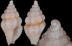 Clathurellidae sp. (Philippines, 5,5mm)